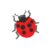 Lady Bug